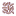 fennelseed-icon